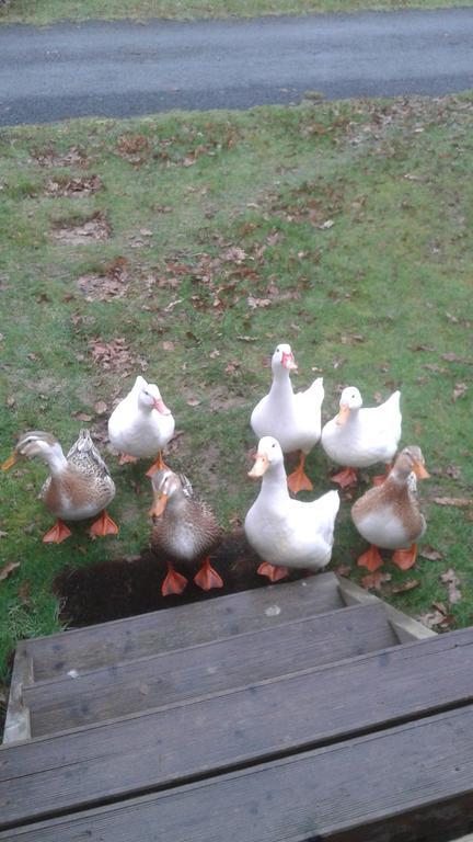 Hebergement Dans Un Domaine A Litteau ภายนอก รูปภาพ